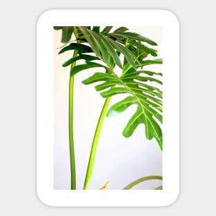 Soft Green Foliage on White Background Sticker